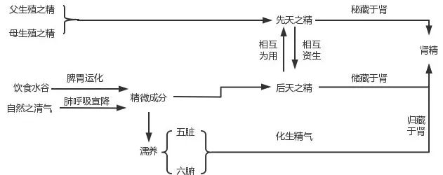 黄帝内经·生命智慧_黄帝内经 肾精 人体生命本原_中医肾精 充养与衰少