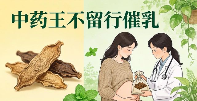中药王不留行怎么催乳？分清你是缺原料还是堵通道