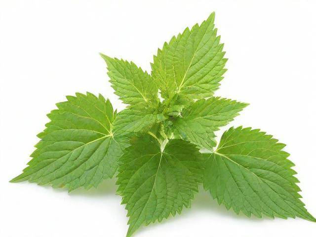 荨麻疹吃中药要吃多久「荨麻疹吃中药多长时间能好」